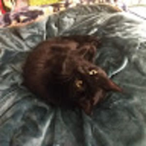 Meet your Posher, Lilia